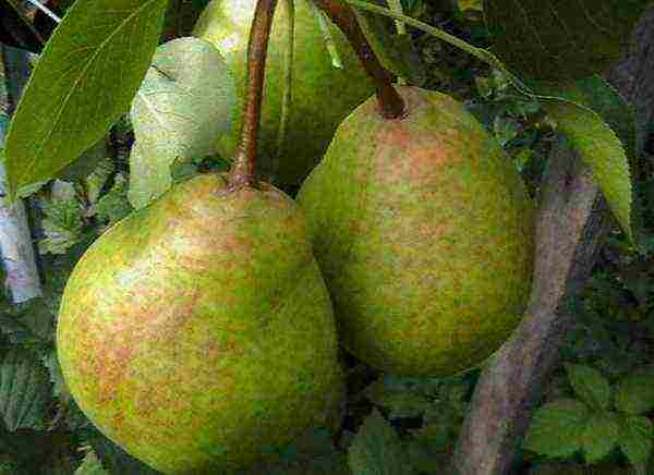 the best varieties of autumn pears