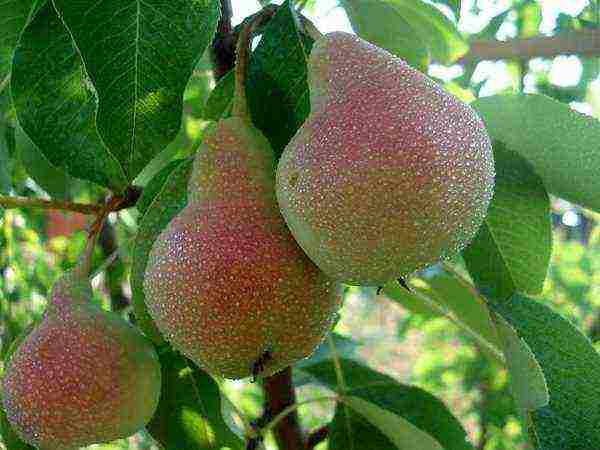 the best varieties of autumn pears