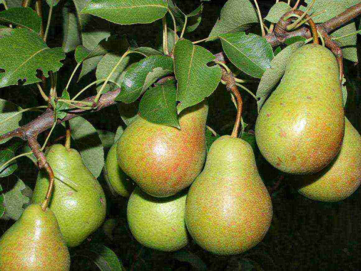 the best varieties of autumn pears