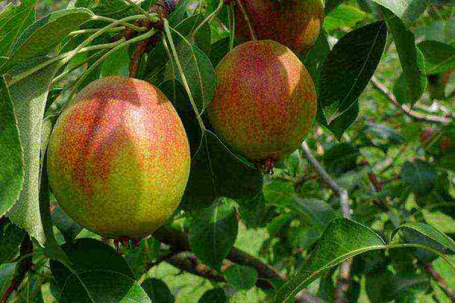 the best varieties of autumn pears