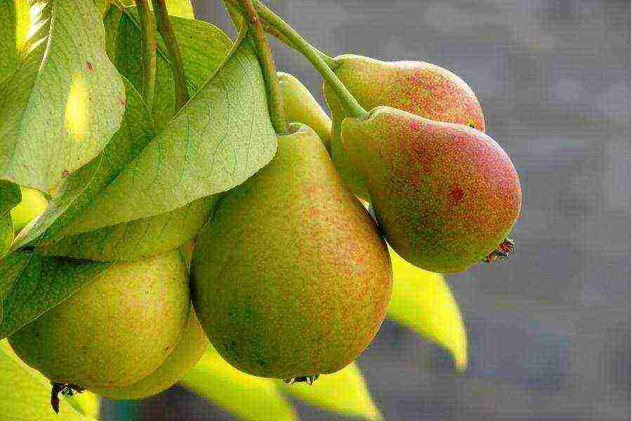 the best varieties of autumn pears