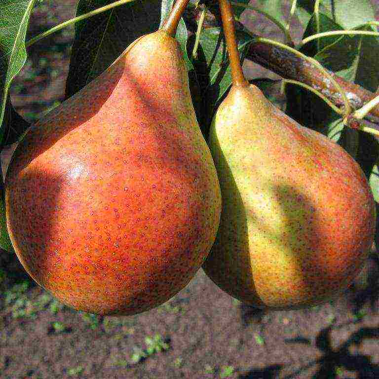 the best varieties of autumn pears