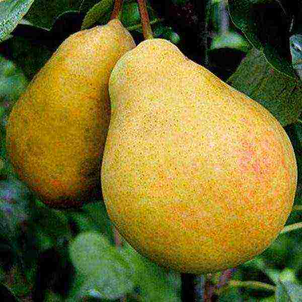 the best varieties of autumn pears