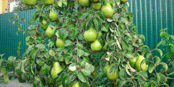 the best varieties of autumn pears