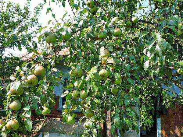 the best varieties of autumn pears