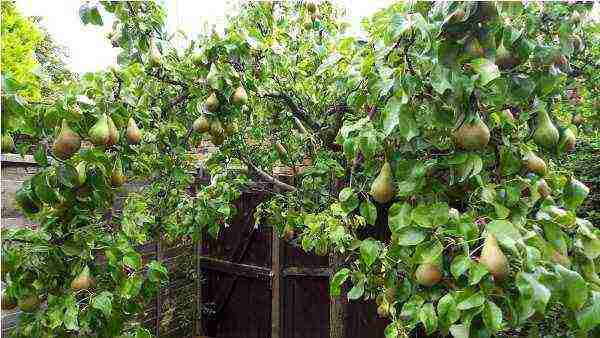 the best varieties of autumn pears