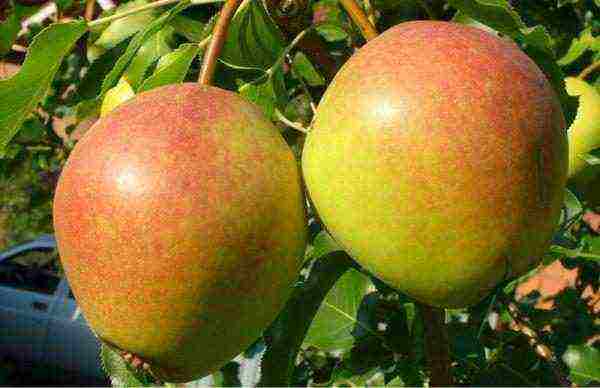 the best varieties of autumn pears