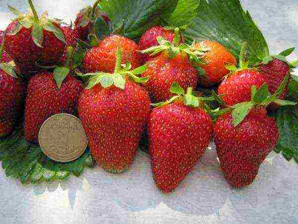 the best varieties of garden strawberries