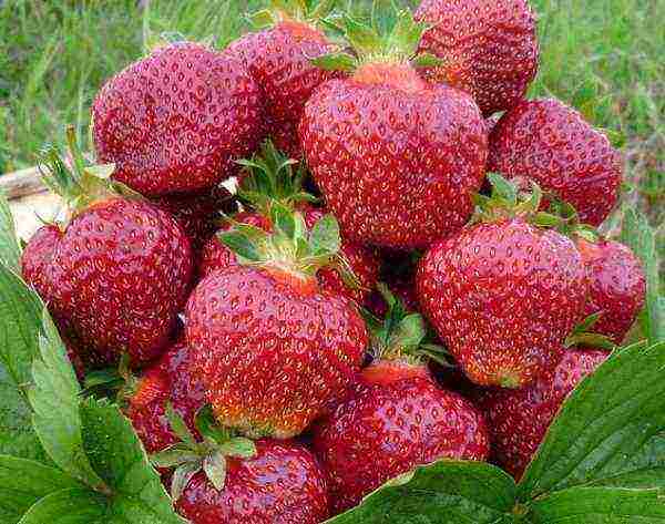 the best varieties of garden strawberries