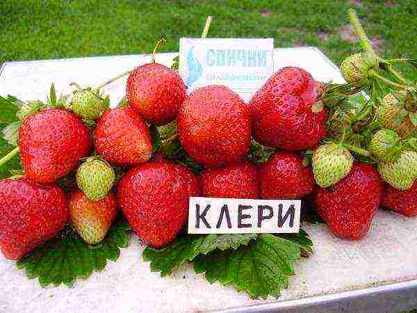 the best varieties of garden strawberries