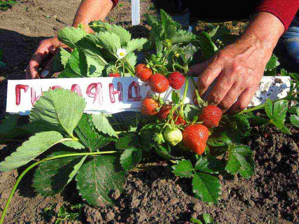 the best varieties of garden strawberries