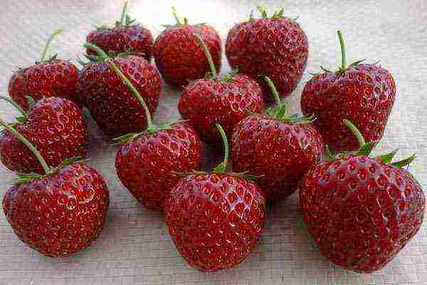 the best varieties of garden strawberries