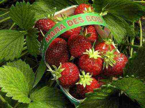 the best varieties of garden strawberries