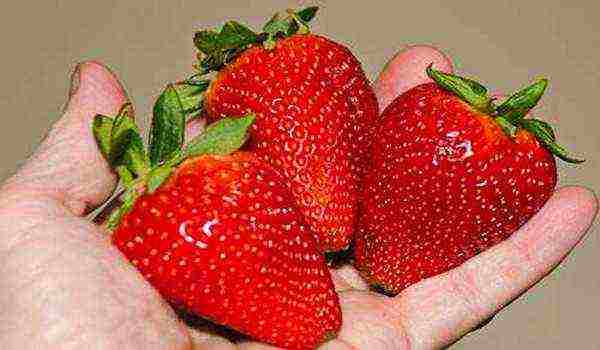 the best varieties of garden strawberries