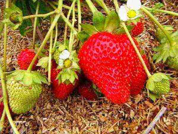 the best varieties of garden strawberries