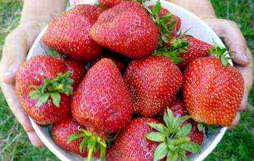 the best varieties of garden strawberries