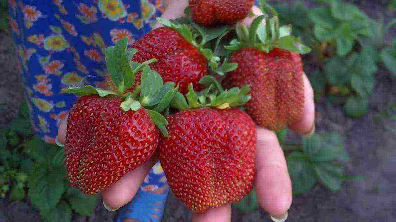 the best varieties of garden strawberries