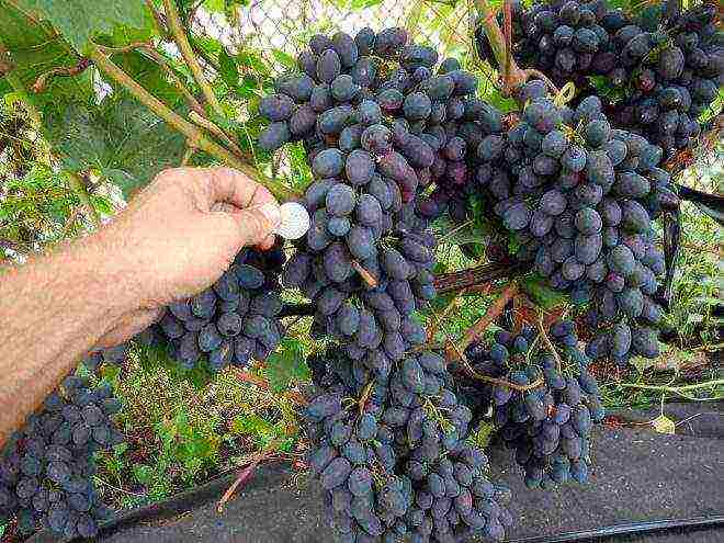 the best varieties of red grapes