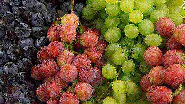 the best varieties of red grapes