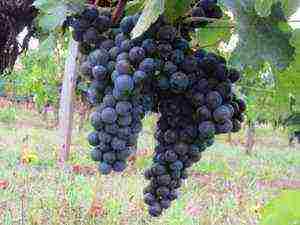 the best varieties of red grapes