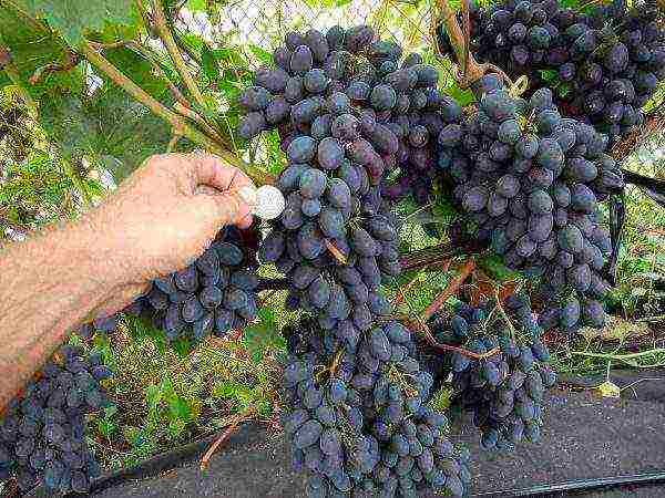 the best varieties of red grapes