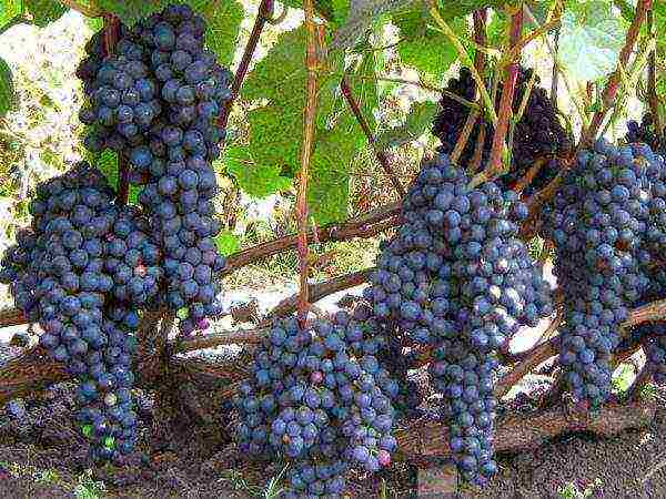 the best varieties of red grapes