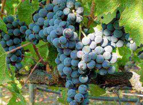 the best varieties of red grapes