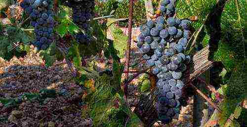 the best varieties of red grapes