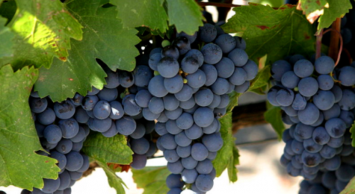 the best varieties of red grapes