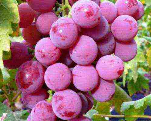 the best varieties of red grapes