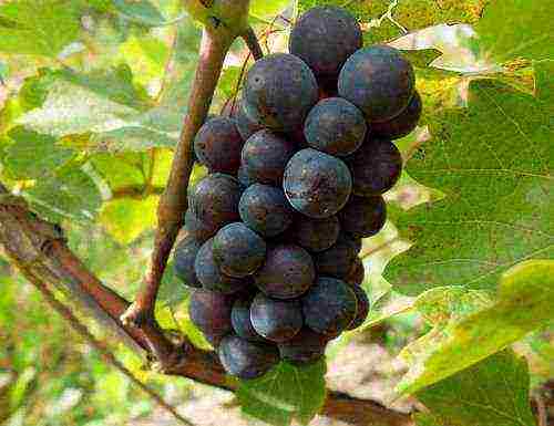 the best varieties of red grapes