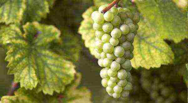 the best varieties of red grapes