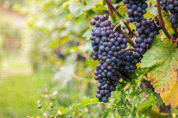 the best varieties of red grapes