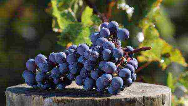 the best varieties of red grapes