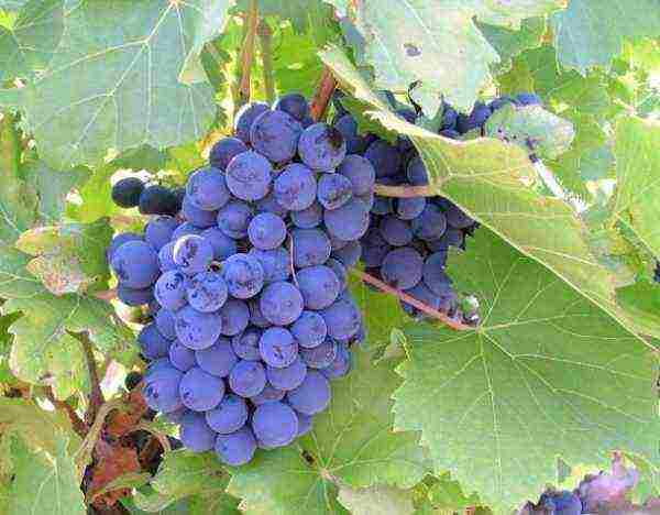 the best varieties of red grapes