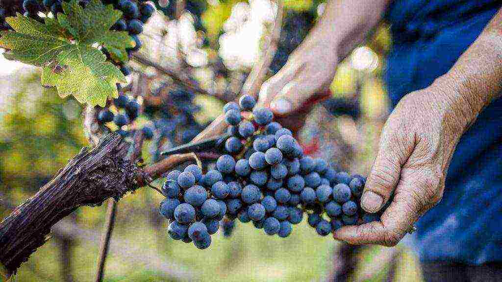 the best varieties of red grapes