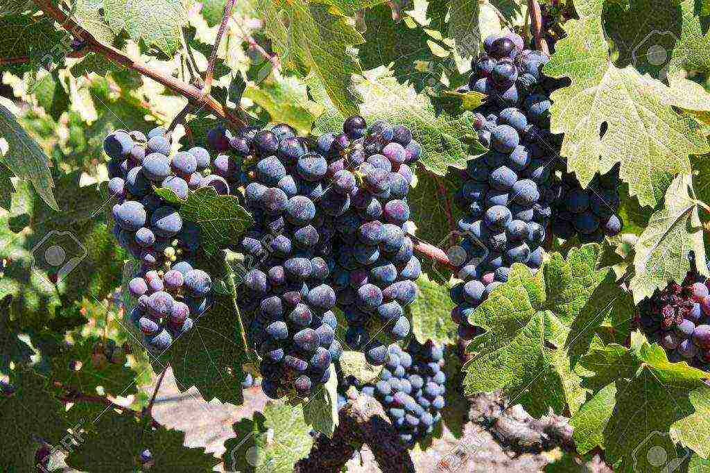 the best varieties of red grapes