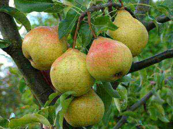the best varieties of summer pears