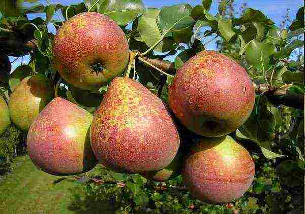 the best varieties of summer pears