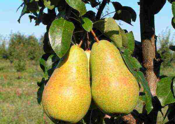 the best varieties of summer pears