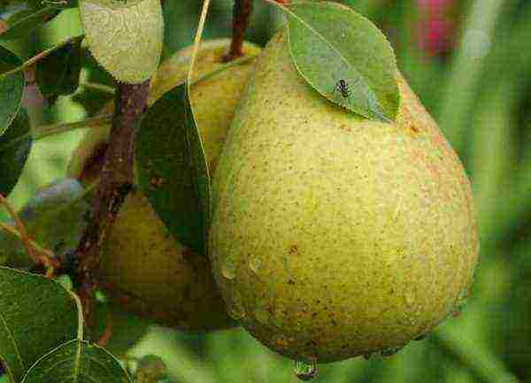 the best varieties of summer pears