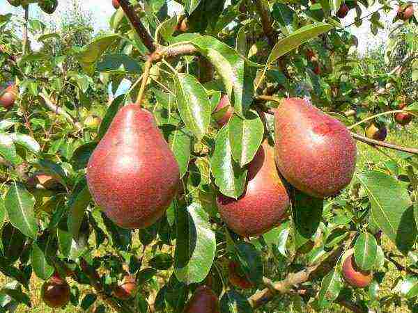 the best varieties of summer pears