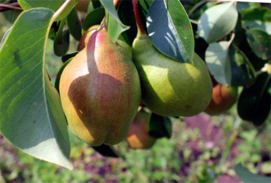 the best varieties of summer pears