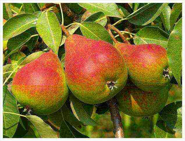 the best varieties of summer pears