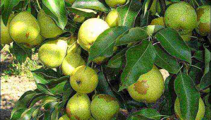 the best varieties of summer pears