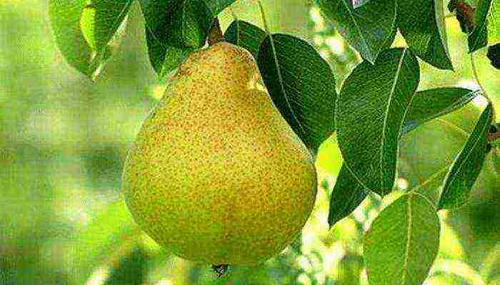 the best varieties of summer pears