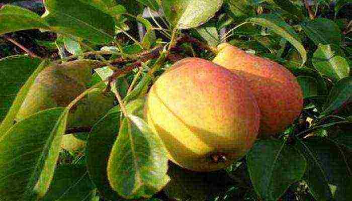 the best varieties of summer pears