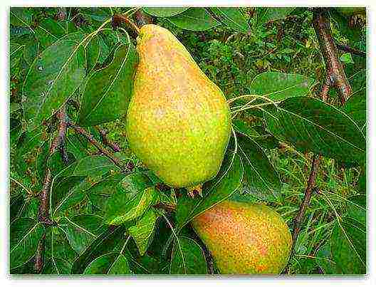 the best varieties of summer pears