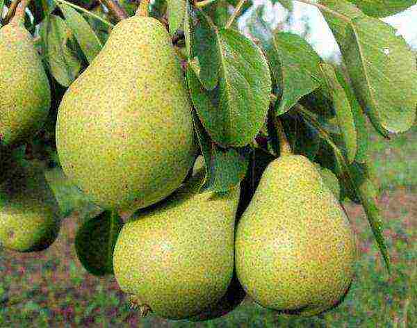 the best varieties of summer pears