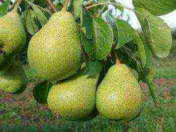 the best varieties of summer pears